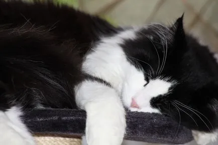 Cat de dormit, pisică de dormit - 35 foto-casa într-un sat