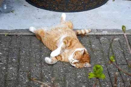 Cat de dormit, pisică de dormit - 35 foto-casa într-un sat