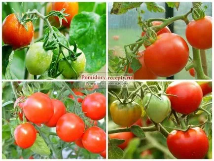 Metode de tratare a bolilor de tomate (tomate prelucrare boli și dăunători) Metode de tratare a bolilor de tomate