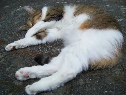 Cat de dormit, pisică de dormit - 35 foto-casa într-un sat