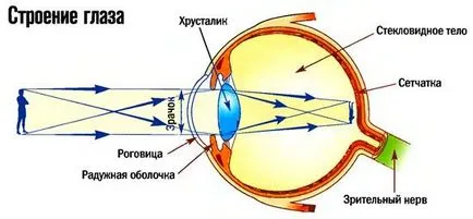 Structura ochiului uman