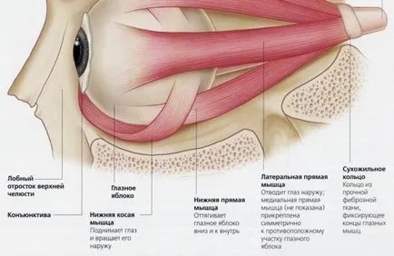 Structura omului ochi - anatomie, poze, fotografii
