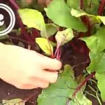 adăpare de sfeclă și de hrănire, dând