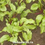 adăpare de sfeclă și de hrănire, dând