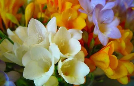 Buchet de frezii flori deosebite pentru o mireasa romantica (buchet) Buchet de frezii flori deosebite pentru o mireasa romantica