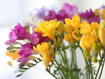 Buchet de frezii flori rafinate pentru o mireasa romantica (mireasa) Buchet de frezii flori deosebite pentru o mireasa romantica