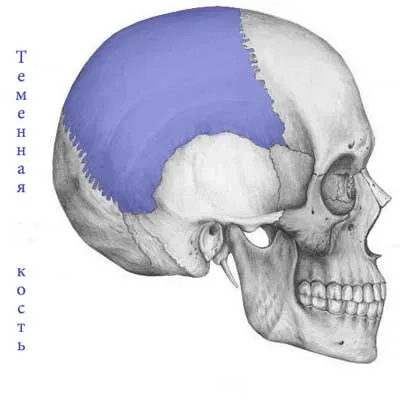 os parietal, anatomia umană