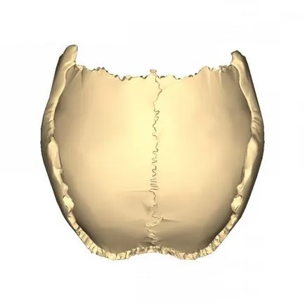 Parietal os 2
