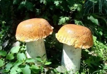ciuperci decor Plot, cu propriile lor mâini, o clasă de master, foto, video