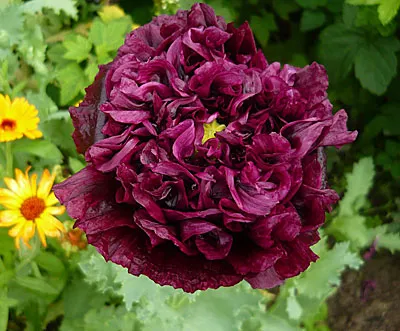 Papaver Surprins, Cleomenes