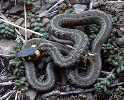 Snake musca de prim ajutor, spre deosebire de șarpe veninos, ce să facă după ce a fost muscat de un paianjen sau un șarpe veninos,