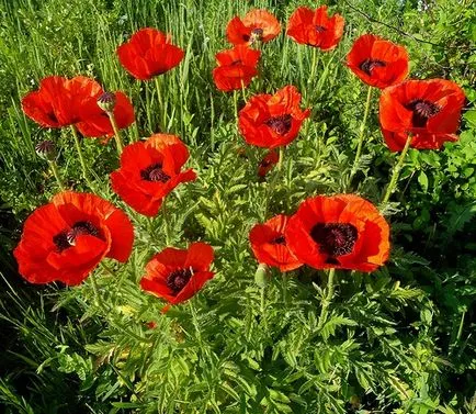 Papaver Surprins, Cleomenes