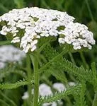 Yarrow, tratamentul șoricelului