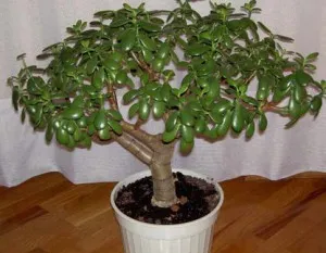 Crassula (arbore de bani) proprietăți medicinale, utilizarea Jade în medicina populară (lemn) Crassula (arbore de bani) proprietăți medicinale, utilizarea Jade în medicina populară