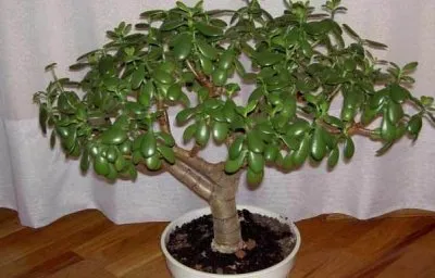 Crassula (arbore de bani), proprietăți medicinale și contraindicații (medicale Crassula) Crassula (arbore de bani), proprietăți medicinale și contraindicații