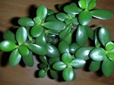 Crassula (arbore de bani), proprietăți medicinale și contraindicații (monetară) Crassula (arbore de bani), proprietăți medicinale și contraindicații