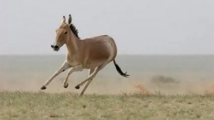 Top 25 cele mai rapide animale terestre