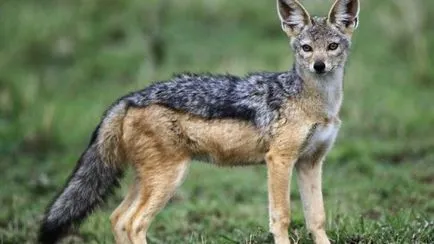 Top 25 cele mai rapide animale terestre