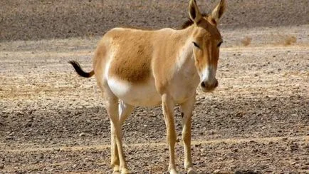 Top 25 cele mai rapide animale terestre