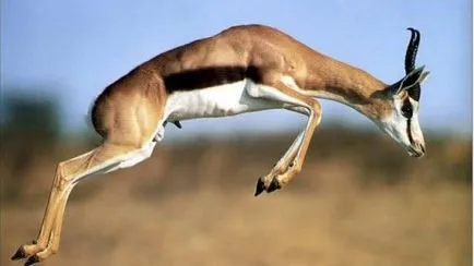 Top 25 cele mai rapide animale terestre