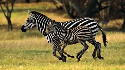 Top 25 cele mai rapide animale terestre