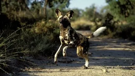 Top 25 cele mai rapide animale terestre