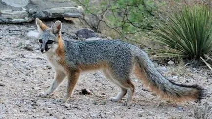 Top 25 cele mai rapide animale terestre