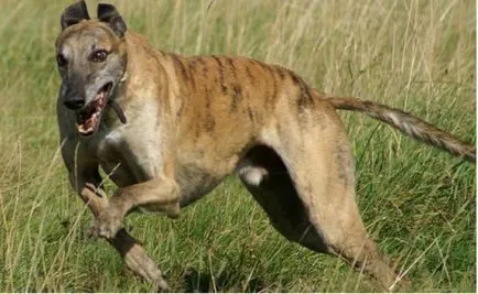 Top 25 cele mai rapide animale terestre