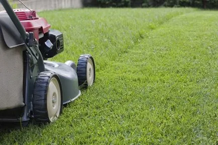 Tehnologia de stabilire pas cu pas instrucțiunile de gazon (cumpărare gazon) Gazon de stabilire tehnologie pas cu pas