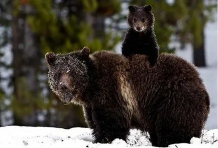 Top 25 cele mai rapide animale terestre