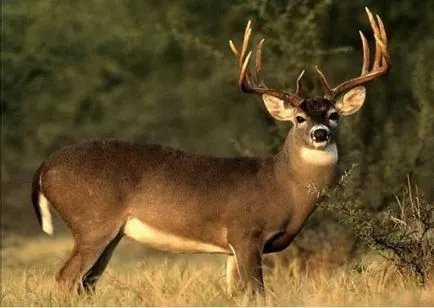Top 25 cele mai rapide animale terestre