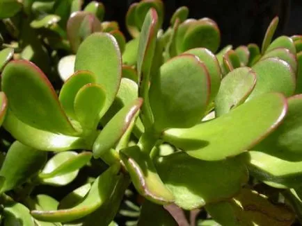 Crassula (arbore de bani) proprietăți medicinale, și contraindicații (proprietăți medicinale Crassula) Crassula (arbore de bani), proprietăți medicinale și contraindicații