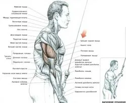 Triceps - Exerciții și caracteristici de formare