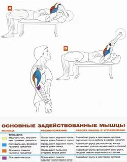 Triceps - Exerciții și caracteristici de formare