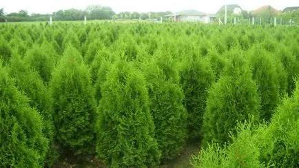 Thuja plantarea și îngrijirea într-un teren deschis (sol) Thuja de plantare și îngrijire în câmp deschis