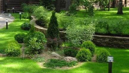 Thuja plantarea și îngrijirea într-un teren deschis (aterizare) Thuja de plantare și îngrijire în câmp deschis