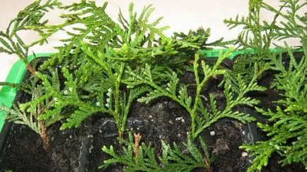 Thuja plantare și îngrijire în câmp deschis (îngrijire) Thuja de plantare și îngrijire în câmp deschis