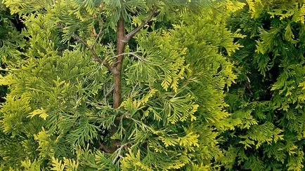 Thuja de plantare și îngrijire în câmp deschis (în aer liber) Thuja de plantare și îngrijire în câmp deschis