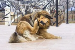 Câinele are o durere în ureche zgârierea urechea, clătinînd din cap, care curge, umflate ce să facă, decât pentru a trata, zoosecrets (shake-uri) Câinele are o durere în ureche zgârierea urechea, clătinînd din cap, care curge, umflate ce să facă, decât pentru a trata, zoosecrets