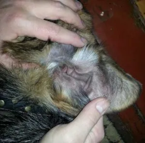 Câinele are o durere în ureche zgârierea urechea, clătinînd din cap, care curge, umflate ce să facă, decât pentru a trata, zoosecrets (zgârieturi) Câinele are o durere în ureche zgârierea urechea, clătinînd din cap, care curge, umflate ce să facă, decât pentru a trata, zoosecrets