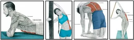 exerciții de stretching sau musculare cresc (mușchi), mari și foarte mari exerciții de stretching sau musculare cresc mari și foarte mari