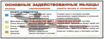 Exercitarea pentru biceps ciocan, musclesfit