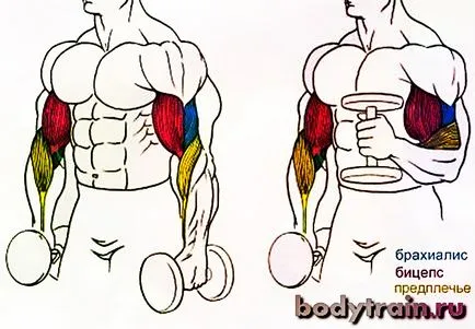 Exercitarea ciocan, cum să ciocan pe biceps dreapta (ciocan) Exercitarea ciocan, cum să ciocan pe biceps dreapta