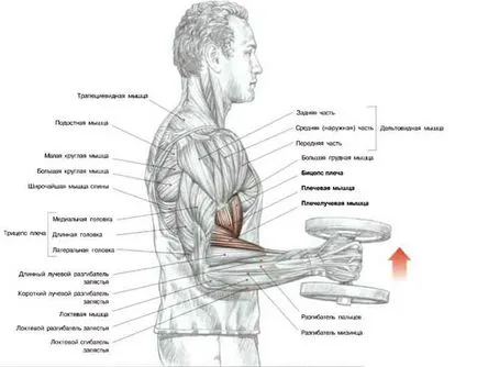 Exercitarea ciocane secrete, tehnici și erori în execuție, trainingbody