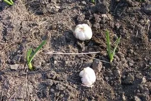Îngrijirea în primăvara de usturoi - planta magică (usturoi) Îngrijirea în primăvara de usturoi - Plante Magic