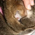 Caderea parului la pisici cauze si tratament, fotografie, mănunchiuri de pe abdomen și picioare, spate si coada, gâtul (tratament) Caderea parului la pisici cauze si tratament, fotografie, mănunchiuri de pe abdomen și picioare, spate și coadă, gât,