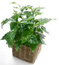 Cultivarea arborilor de cafea pe un pas pervaz cu pas, cu fotografii, de îngrijire de plantare, conac exemplar (cafea casa copac) Cultivarea arborilor de cafea pe un pas cu pas pervaz cu fotografii, de îngrijire de plantare, conac exemplar