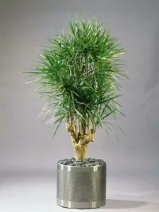Cultivarea arborilor de cafea pe un pas pervaz cu pas, cu fotografii, îngrijire de plantare, conac exemplar (cafea) Cultivarea arborilor de cafea pe un pas cu pas pervaz cu fotografii, de îngrijire de plantare, conac exemplar