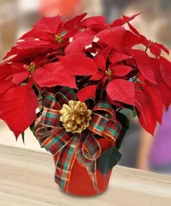 Cultivarea arborilor de cafea pe un pas pervaz cu pas, cu fotografii, de îngrijire de plantare, conac exemplar (cafea casa copac) Cultivarea arborilor de cafea pe un pas cu pas pervaz cu fotografii, de îngrijire de plantare, conac exemplar