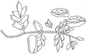 benzi de broderie